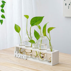 Simple And Fresh Glass Vase Hydroponic