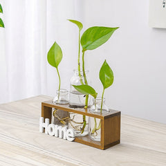 Simple And Fresh Glass Vase Hydroponic