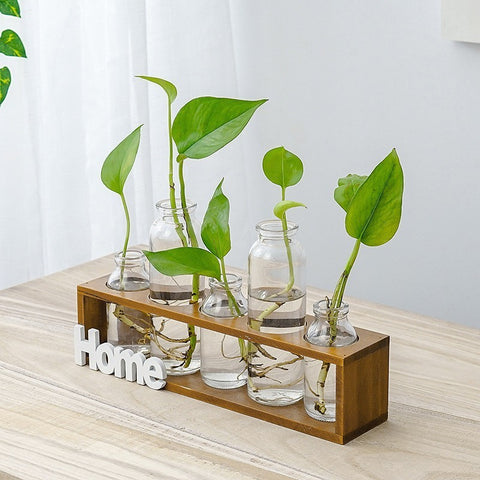 Vase en verre simple et frais pour hydroponie