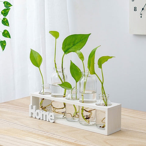 Vase en verre simple et frais pour hydroponie
