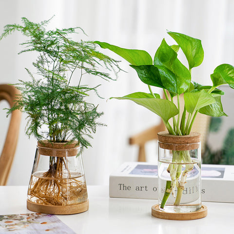 Vase en verre pour plantes hydroponiques, transparent, simple et créatif
