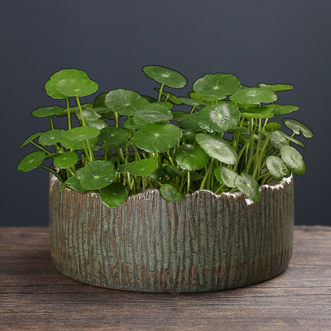 Pot de fleurs en céramique pour plantes hydroponiques Ornements pour articles hydroponiques