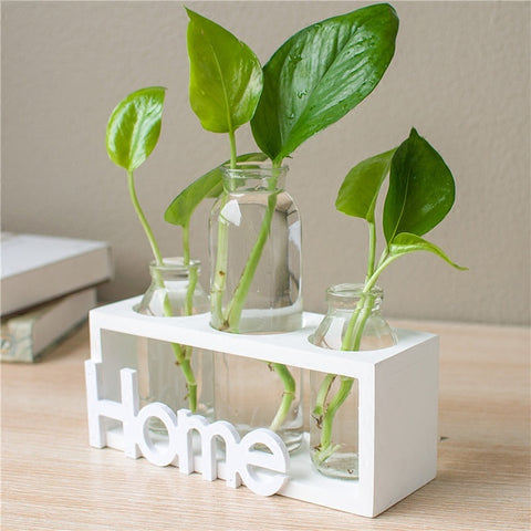 Décoration en verre de vase hydroponique