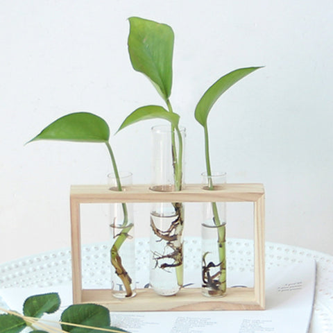 Petite bûche hydroponique plante vase en verre décoration