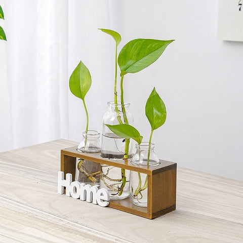 Vase en verre simple et frais pour hydroponie