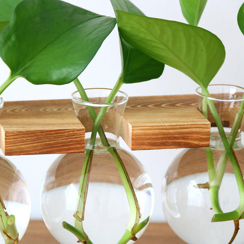 Vase hydroponique en verre transparent avec cadre en fer et support en bois