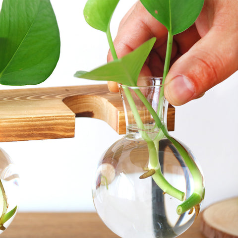 Vase hydroponique en verre transparent avec cadre en fer et support en bois