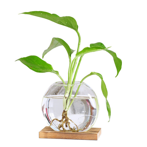 Vase en verre ornemental hydroponique en aneth vert artistique en bois de vent créatif
