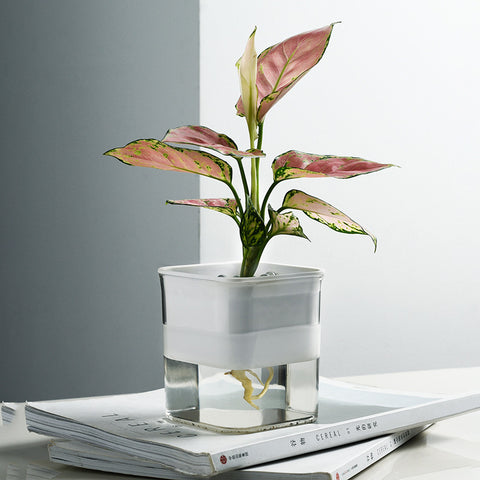 Pot de fleurs hydroponique radis vert en plastique transparent visible