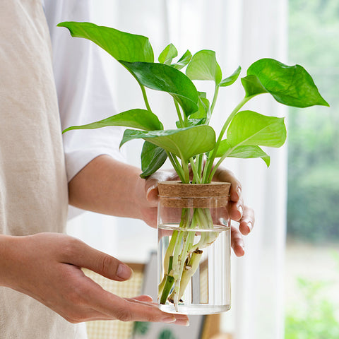 Vase en verre pour plantes hydroponiques, transparent, simple et créatif