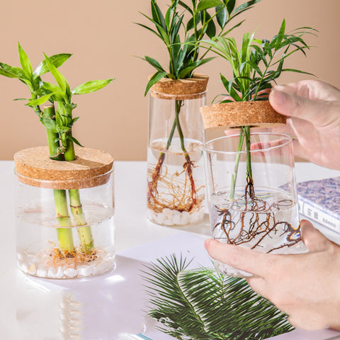 Vase hydroponique en verre, fait main, créatif et minimaliste