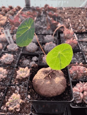 Plante Stephania Erecta