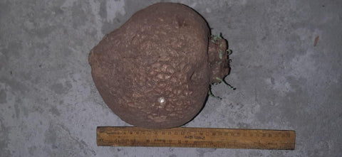 Plante Stephania Erecta