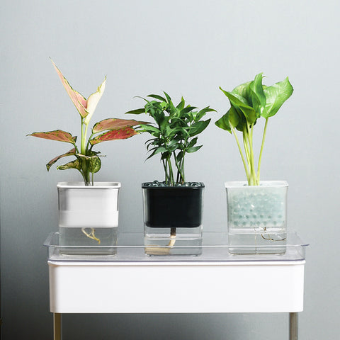 Pot de fleurs hydroponique radis vert en plastique transparent visible