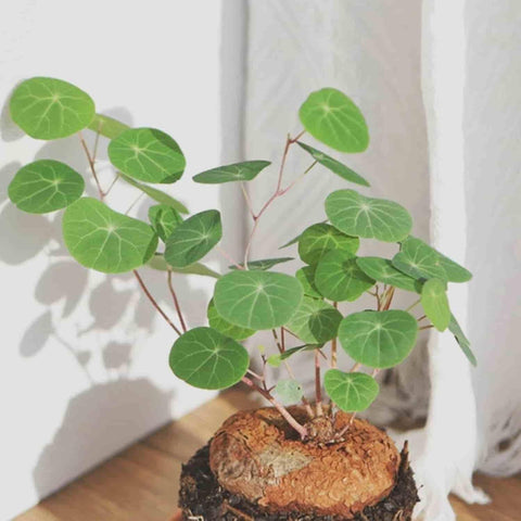 Plante Stephania Erecta