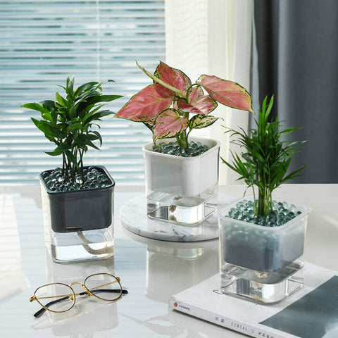 Pot de fleurs hydroponique radis vert en plastique transparent visible
