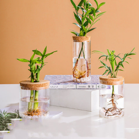 Vase hydroponique en verre, fait main, créatif et minimaliste