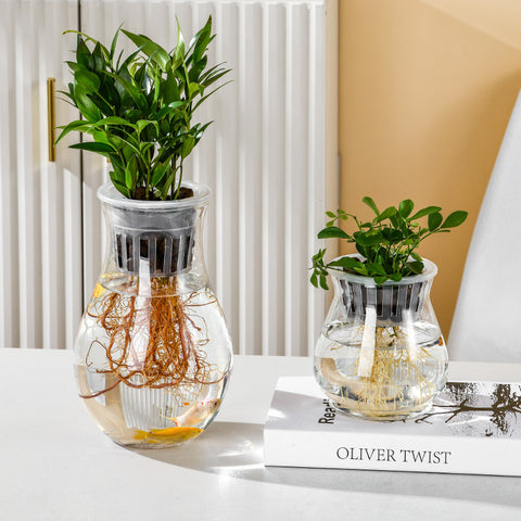 Vase transparent en plastique pour hydroponie