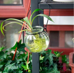 Glass Hydroponic Container Vase
