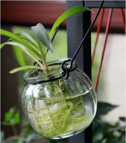 Vase en verre pour culture hydroponique