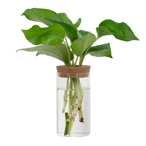 Vase en verre pour plantes hydroponiques, transparent, simple et créatif