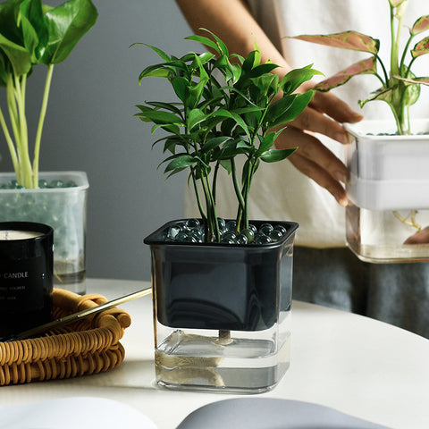 Pot de fleurs hydroponique radis vert en plastique transparent visible