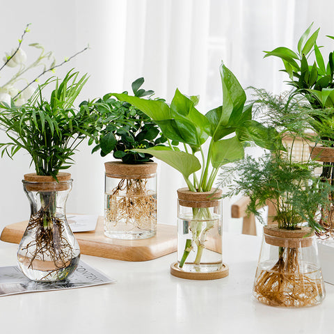 Vase en verre pour plantes hydroponiques, transparent, simple et créatif