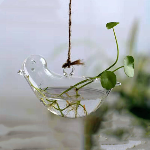 Aneth vert hydroponique et herbe à monnaie chinoise, verrerie mignonne avec oiseau