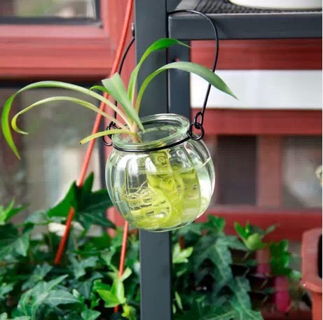 Vase en verre pour culture hydroponique