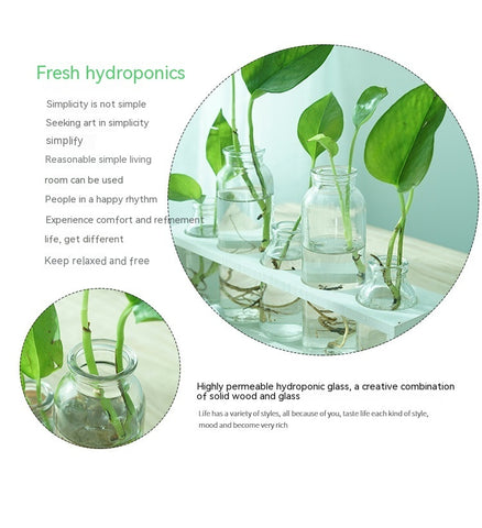 Vase en verre simple et frais pour hydroponie